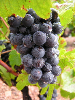 Grapes