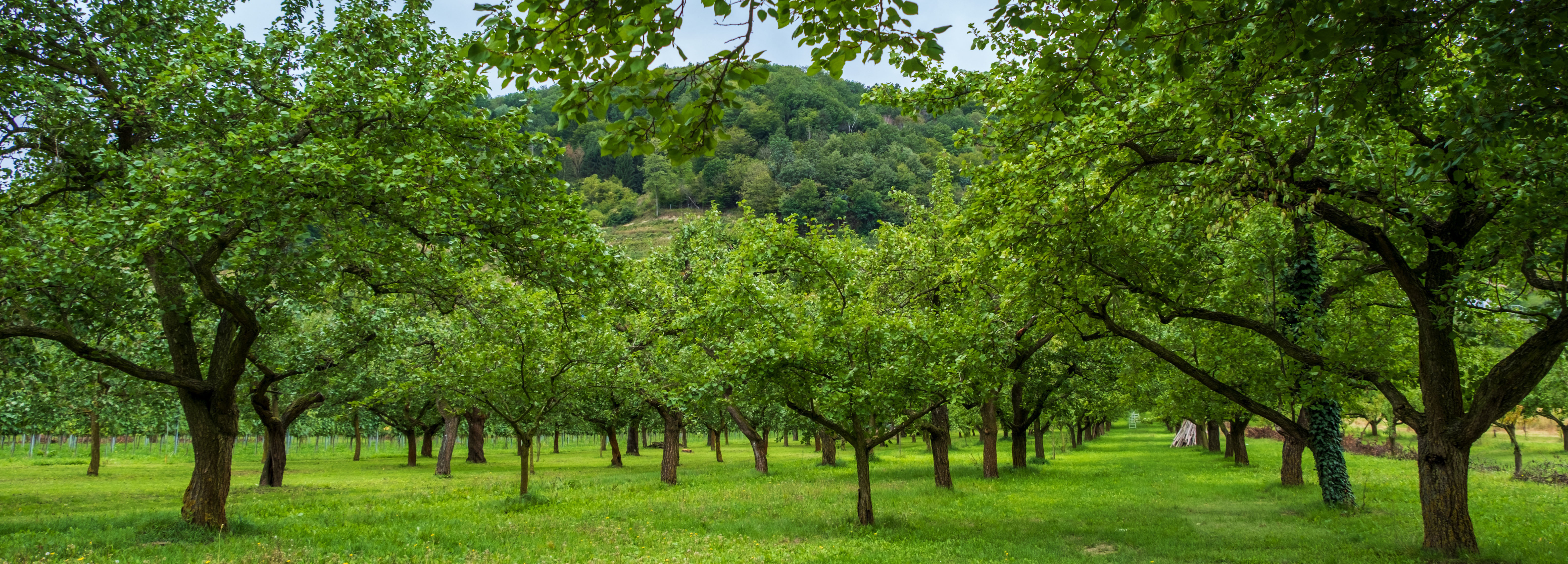 nickype landscape 4527328 pixabay crop
