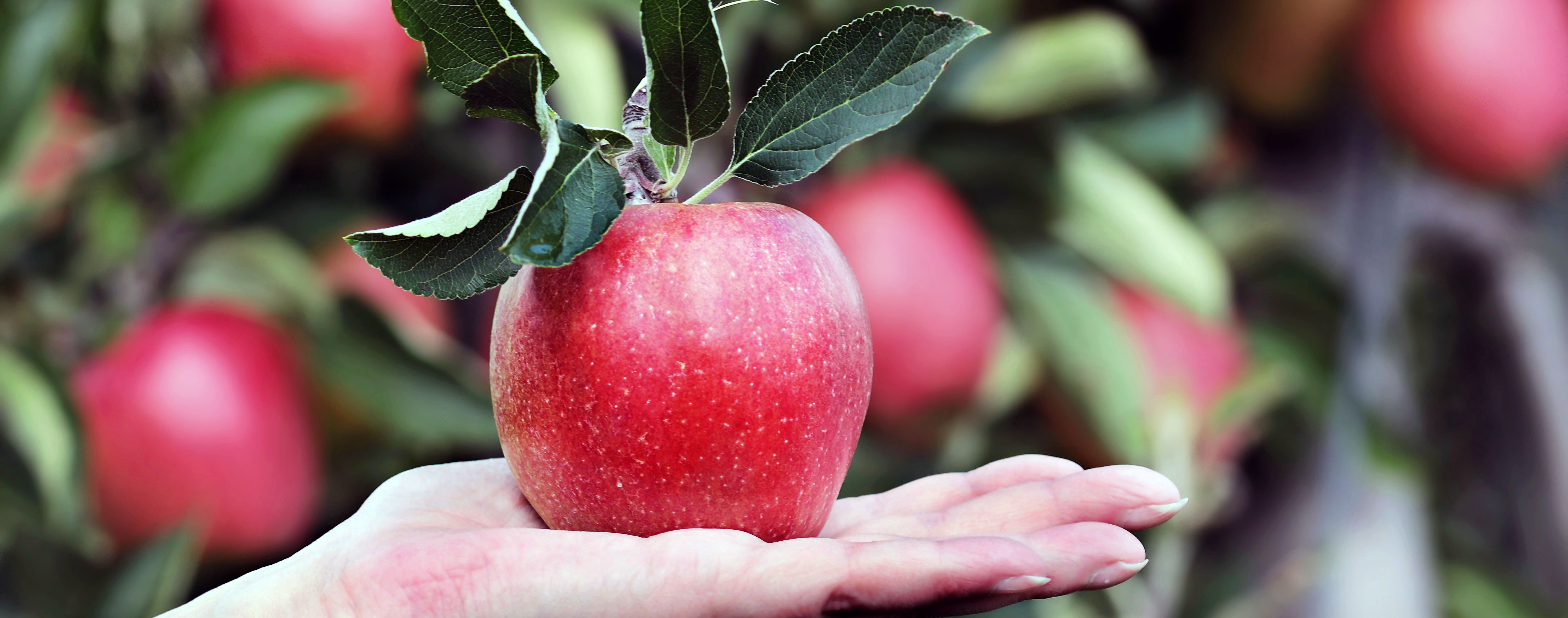 Buy Fruit Trees, Shrubs & Vines Online