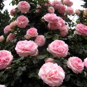 Climbing_Roses_4e11d20f20e05.jpg