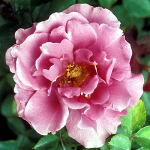 Floribunda_Roses_4e11d332bc7cb.jpg