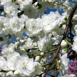 Flowering_Trees_4e11df1f10ae3.jpg