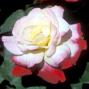 Hybrid_Tea_Roses_4e11d40a38fc9b