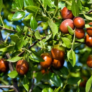Jujubes_4e0e3abf39262.jpg