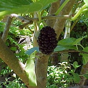 Mulberries_4e0e3d803da48.jpg