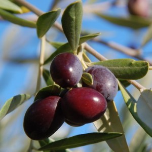 Olives_520fb212051da.jpg