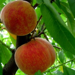 Peaches_4e0e470784f40.jpg