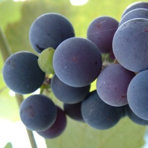 Table_Grapes_4e11dd0e0f3e3.jpg