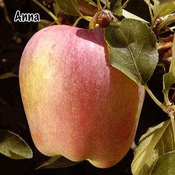 Anna Miniature Apple