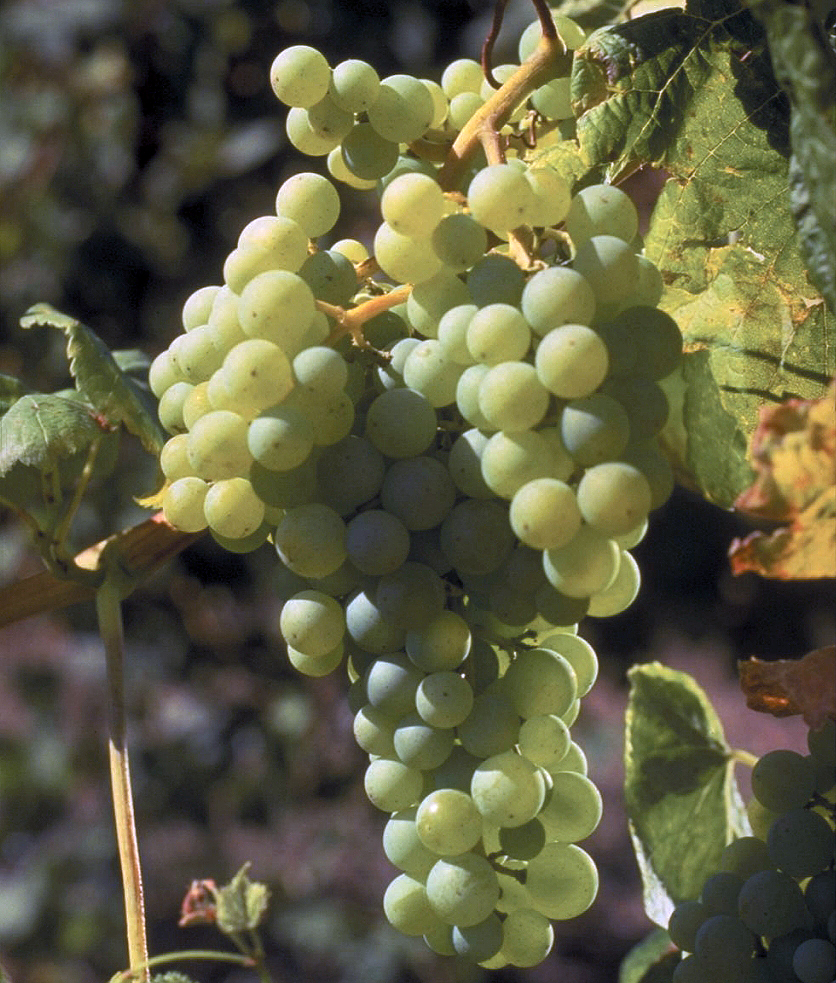 Table Grapes: Thompson Seedless Grape