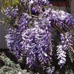 Wisteria_Cookes_Purple2.jpg