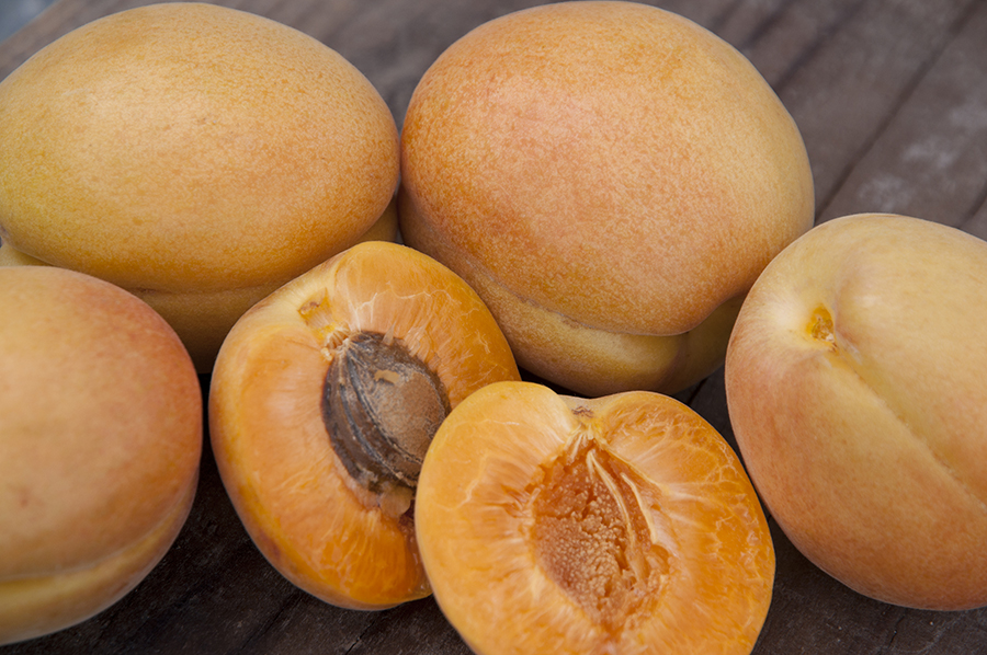 Harcot_Apricot___502418629bc75.jpg
