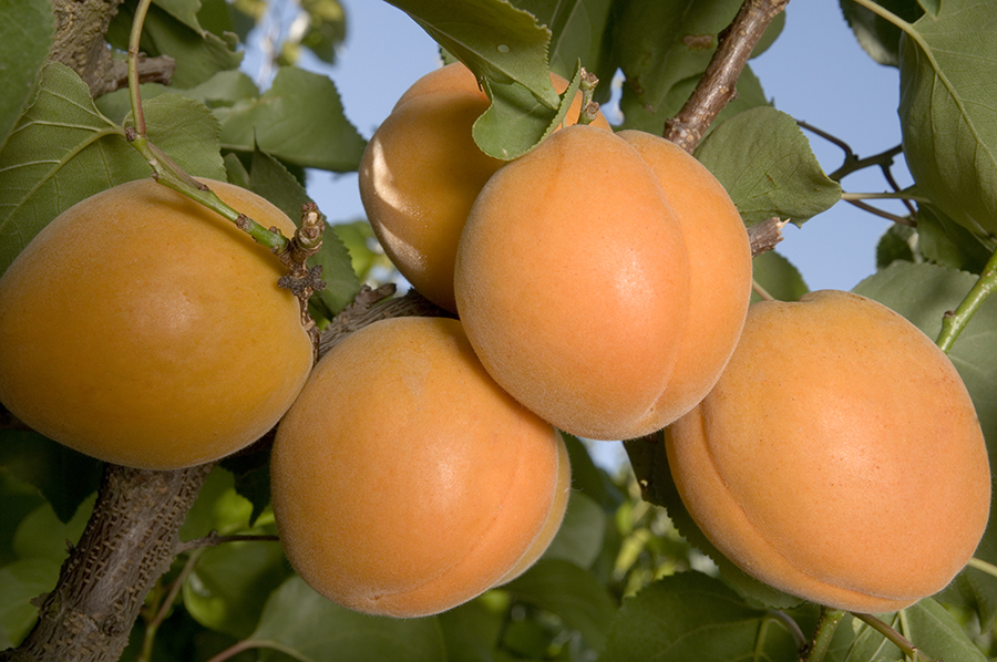 Harglow_Apricot__50241898ce19c.jpg
