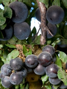 2-N-1-Cherry-Plum