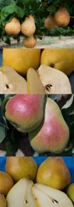 4-N-1-Disease-Resistant-Pear