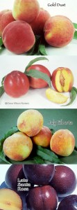 4-N-1-Fruit-Salad-on-Lovell