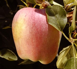 tn_annaapple.jpg
