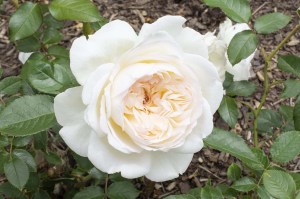 Bolero_Rose___Ro_4e63ee8fcfd26.jpg