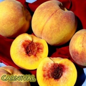peachfantastic_elberta1.jpg