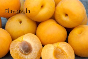 tn_plmcot_flavorella_sm.jpg