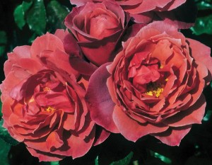 Hot_Cocoa_Rose_4e63ef08cfe03.jpg