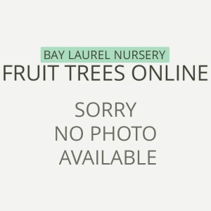 No-Photo-Available