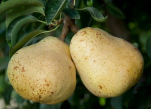 pearbartlett1.jpg