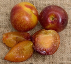 Beauty_Plum___Se_4f481d12e9680.jpg