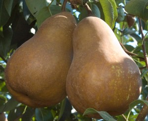 pearbosc1.jpg