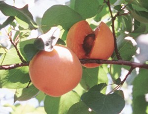 apricotchinese.jpg