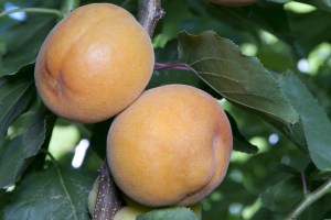 apricotfloragold3.jpg