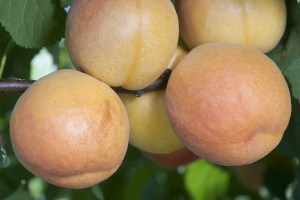 Gold_Kist_Aprico_4f42df99068d0.jpg