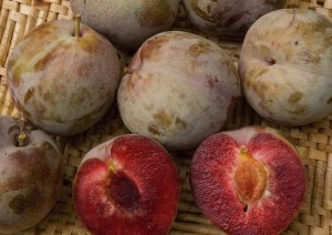 Mariposa_Plum____502d3e68c39ad.jpg
