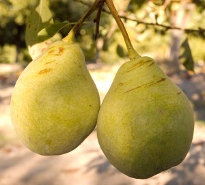 pear_moonglow1.jpg