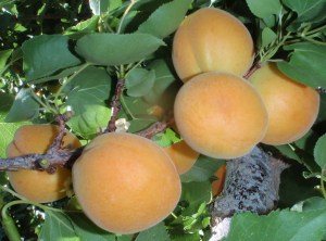Moorpark_Apricot_4f42e044954ac.jpg