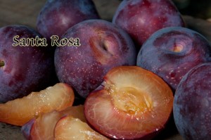 Santa_Rosa_Plum__4f48207ba545a.jpg