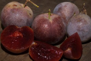 Satsuma_Plum___S_4f4821049f7ef.jpg