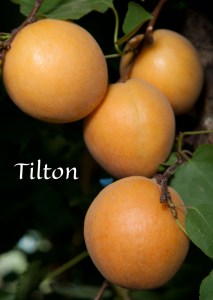 tn_tilton.jpg