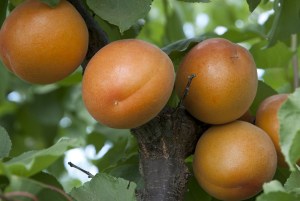 Tomcot_Apricot___4f42e107abe50.jpg