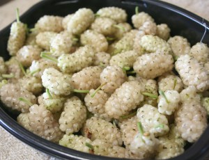 Mulberry__White_4e63e6915ee91.jpg